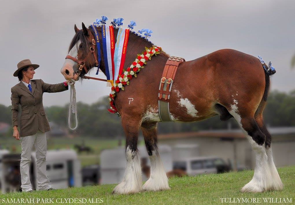 Tullymore William - Clydesdale Stallion